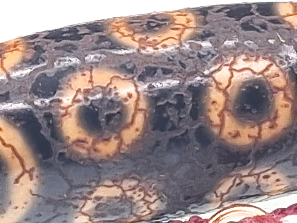 18-Eye Dzi with Dragon Skin — Two Lines and Zigzag Forces