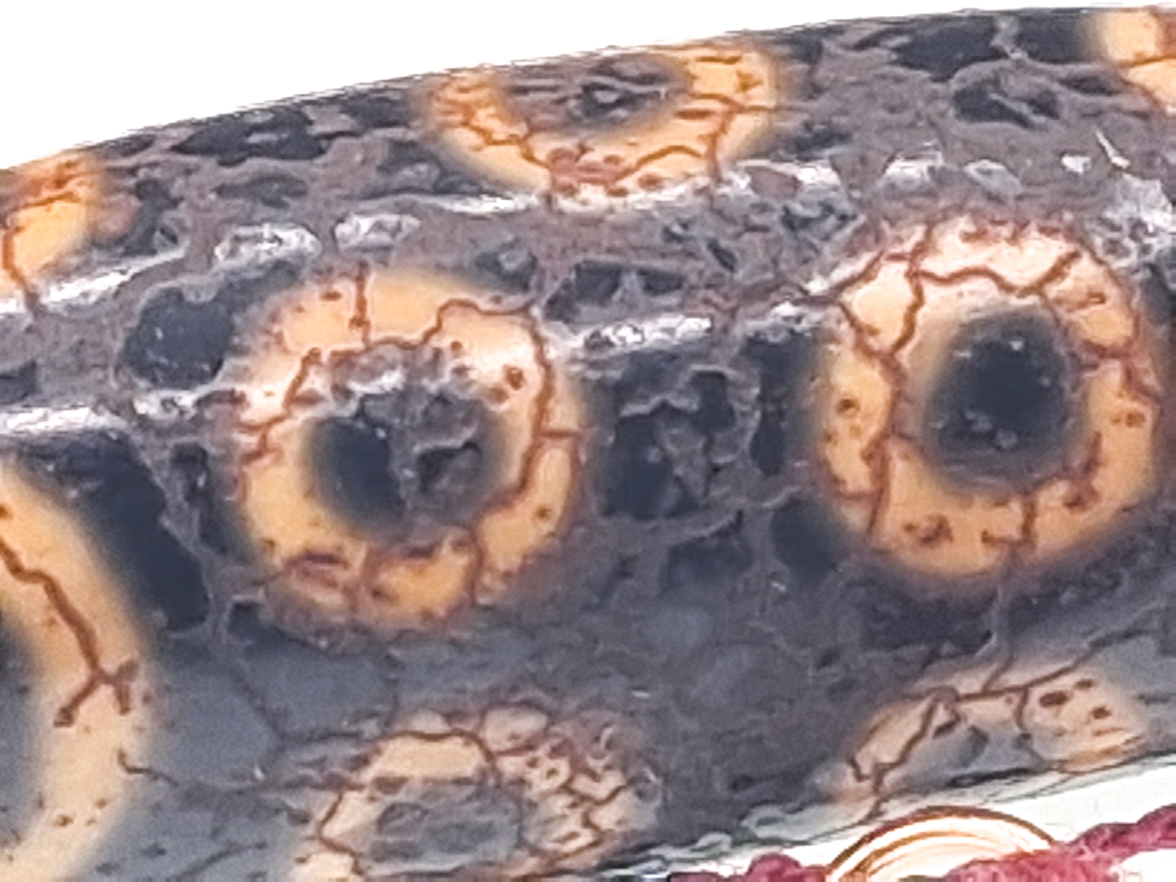 18-Eye Dzi with Dragon Skin — Two Lines and Zigzag Forces